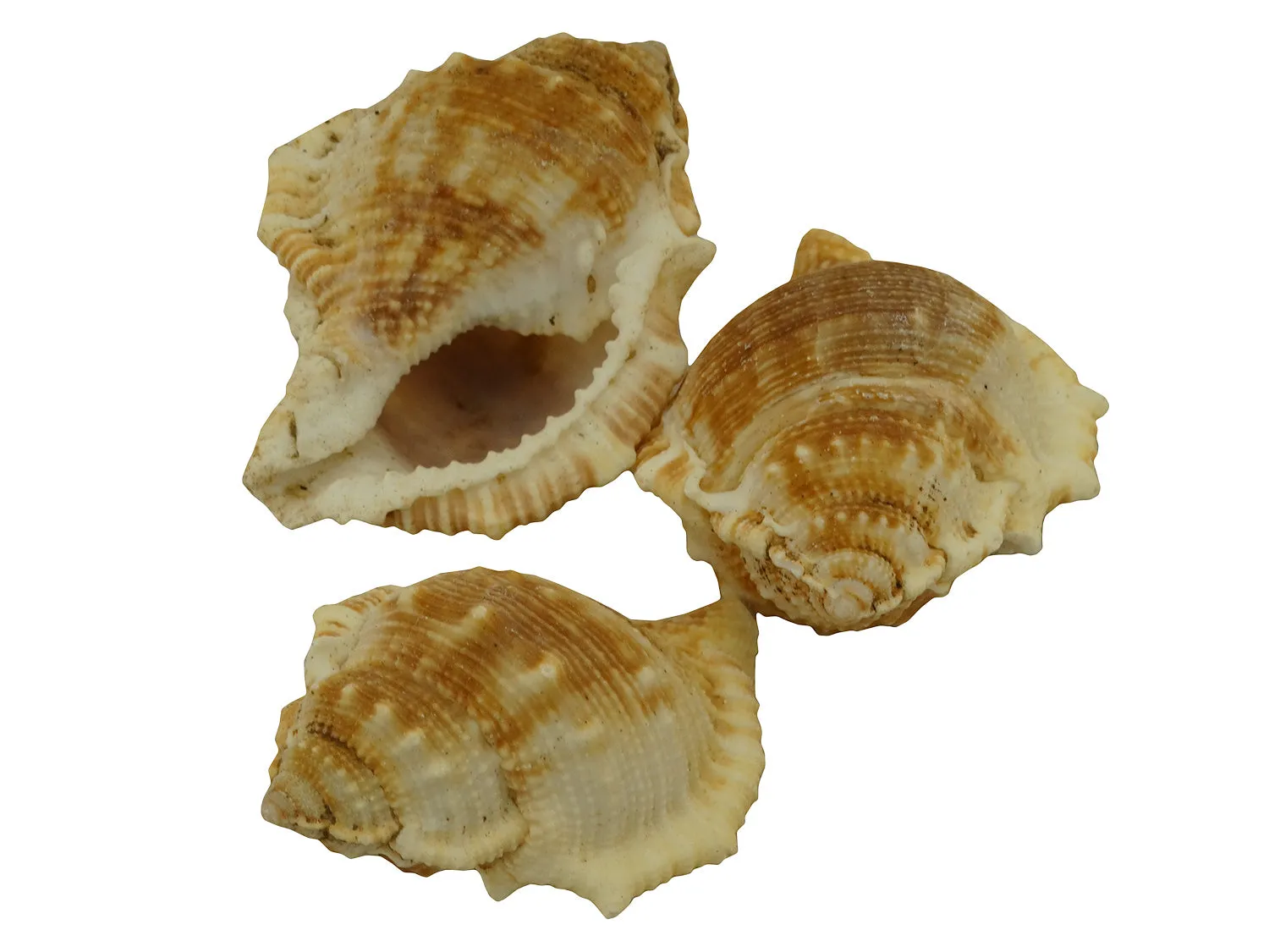 5502-4530,Sea Shells