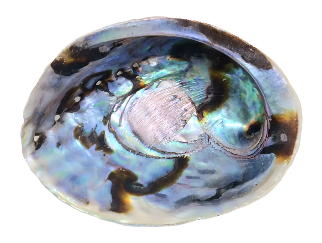 Abalone Shell Altar Bowl