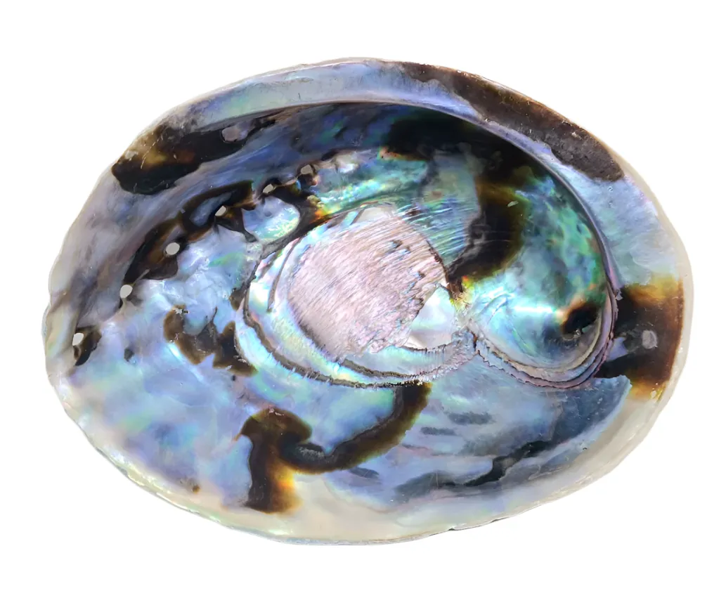 Abalone Shell Altar Bowl