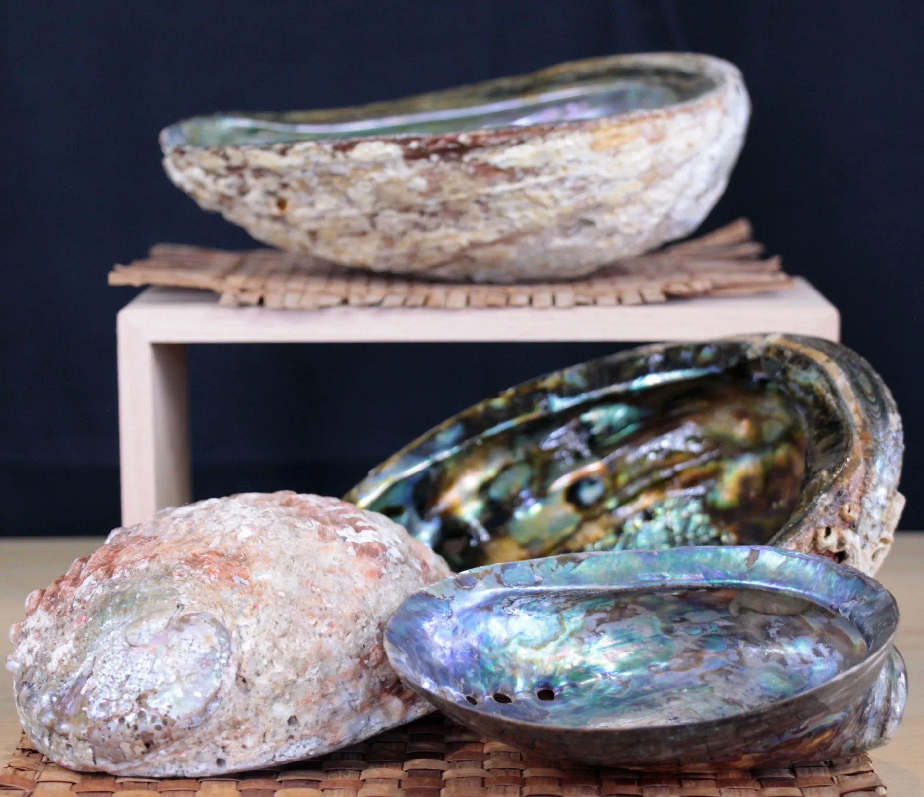 Abalone Shell