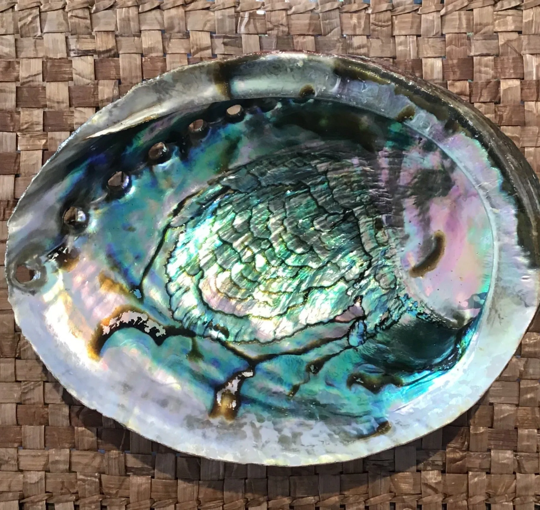 Abalone Shell