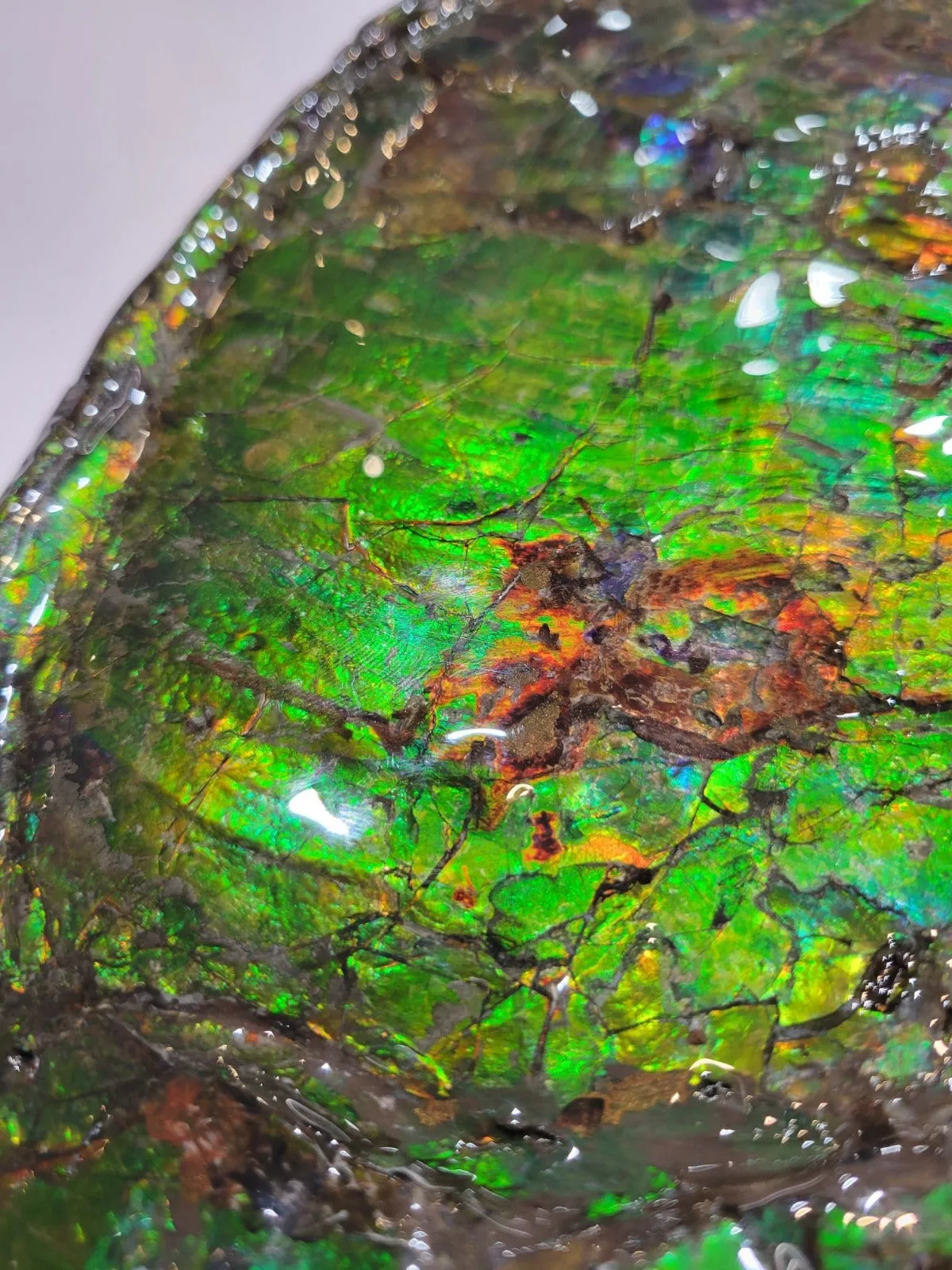 Iridescent Ammonite (Ammolite), 19.5”