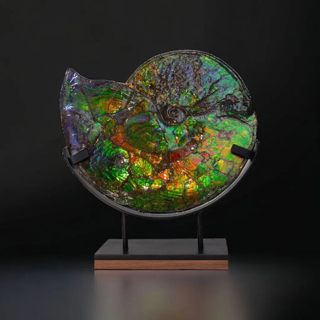 Iridescent Ammonite (Ammolite), 19.5”