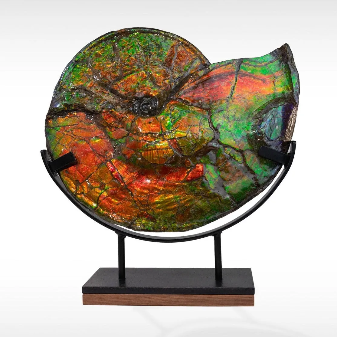 Iridescent Ammonite (Ammolite), 19.5”