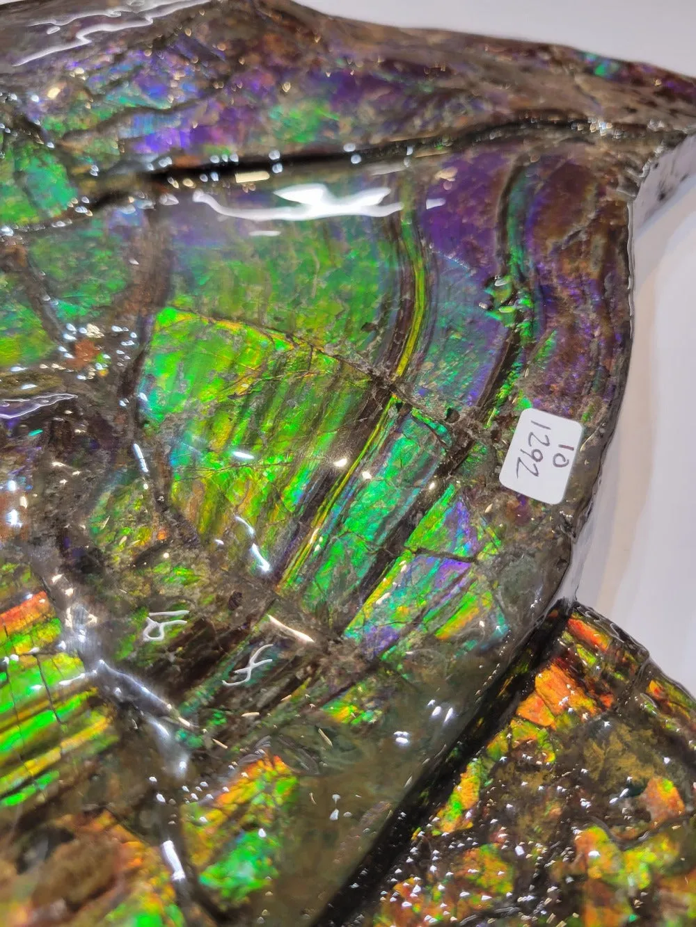 Iridescent Ammonite (Ammolite), 19.5”