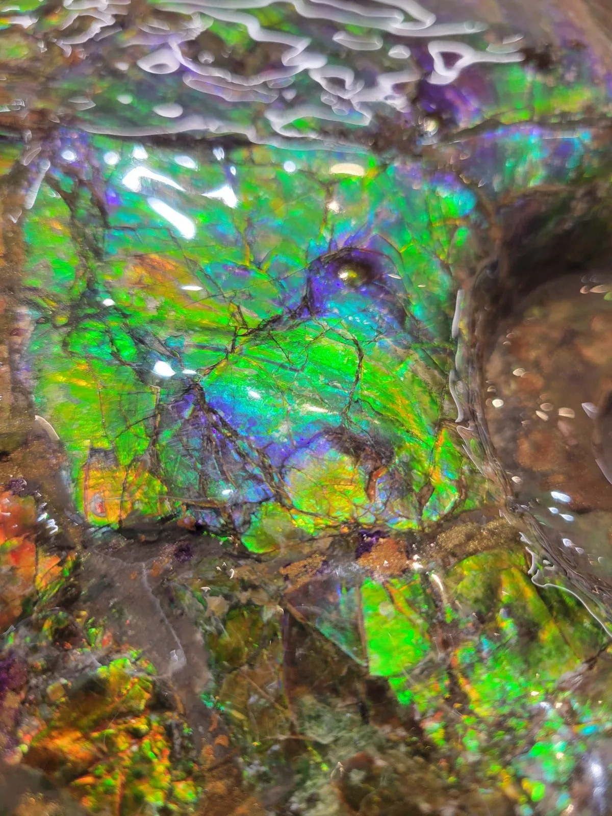 Iridescent Ammonite (Ammolite), 19.5”