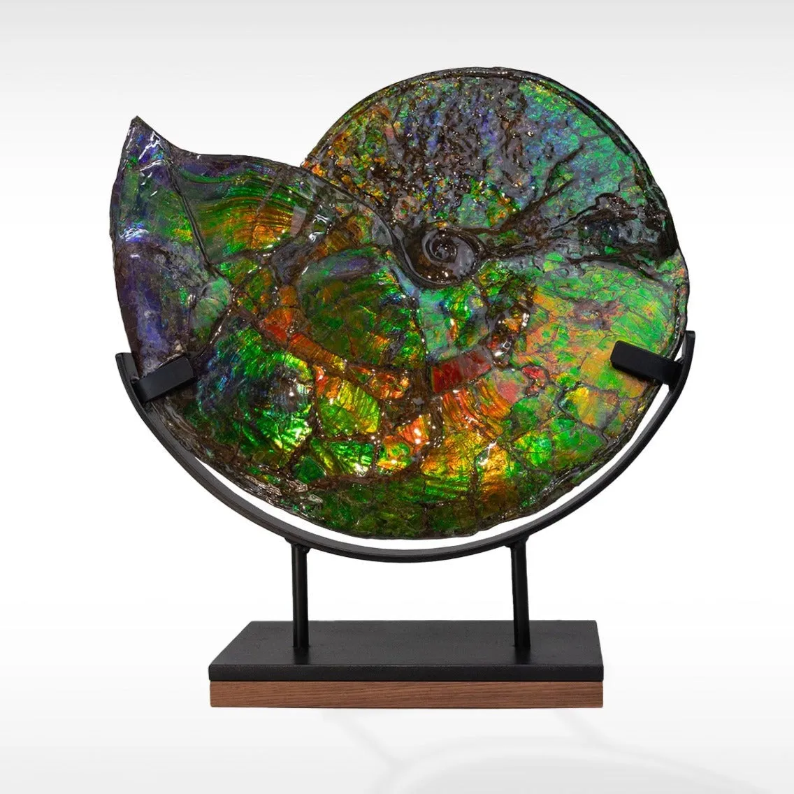 Iridescent Ammonite (Ammolite), 19.5”