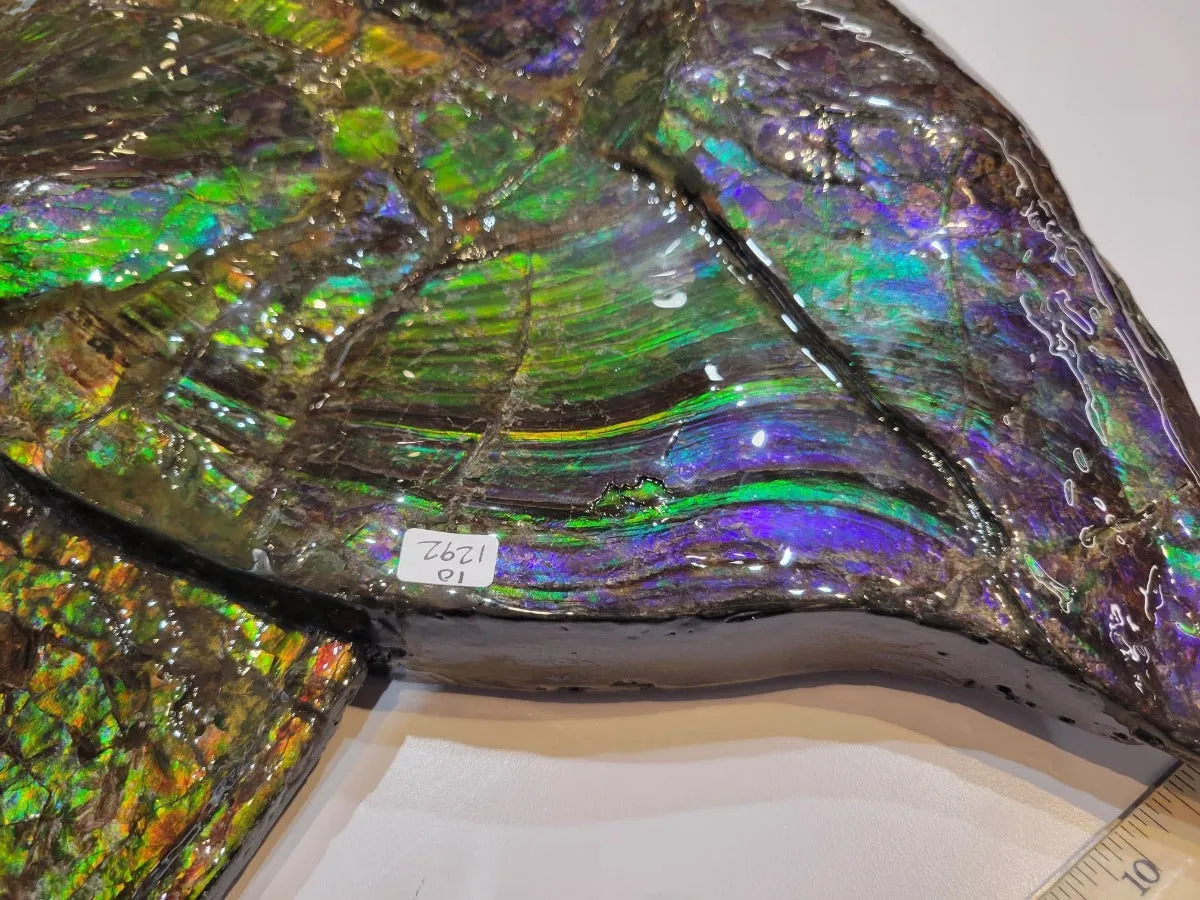 Iridescent Ammonite (Ammolite), 19.5”