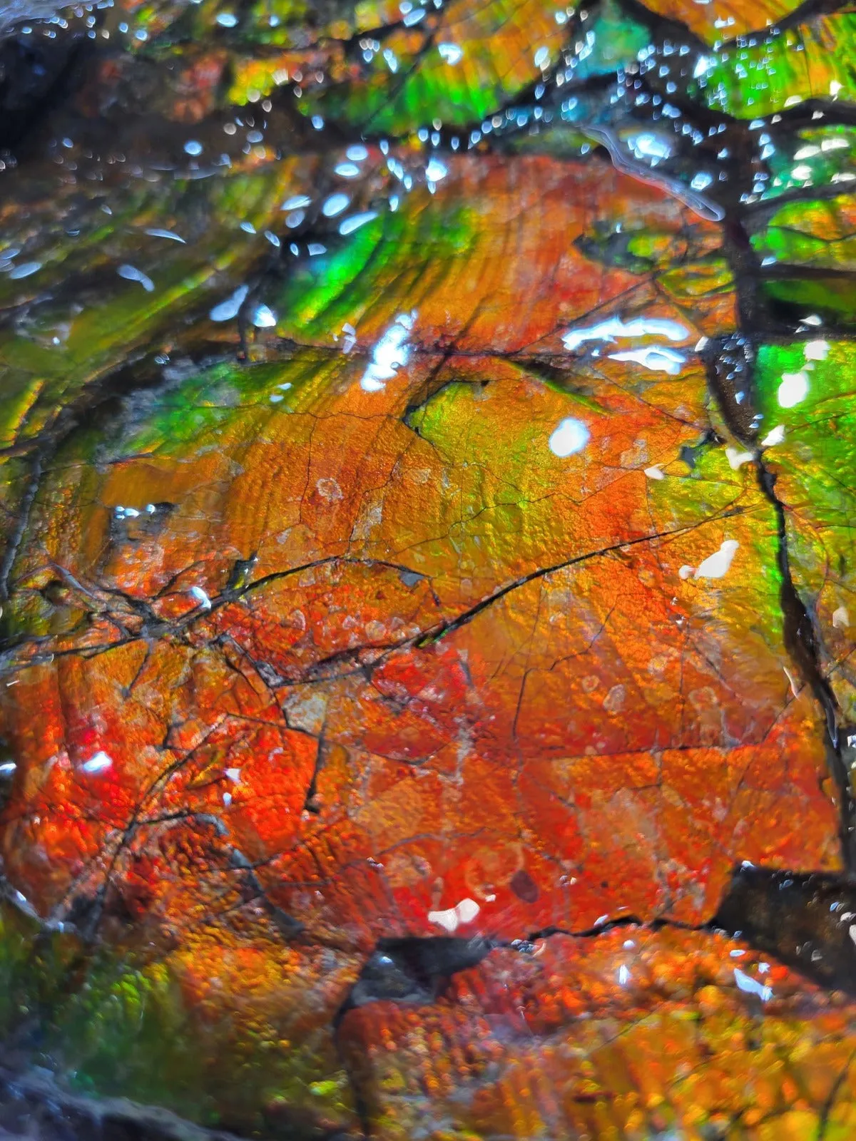 Iridescent Ammonite (Ammolite), 19.5”