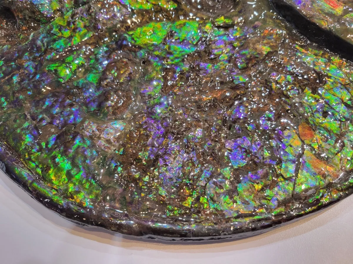 Iridescent Ammonite (Ammolite), 19.5”