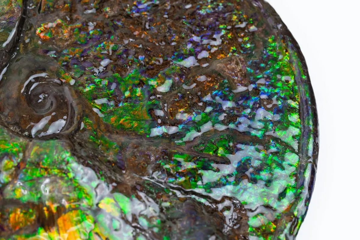 Iridescent Ammonite (Ammolite), 19.5”