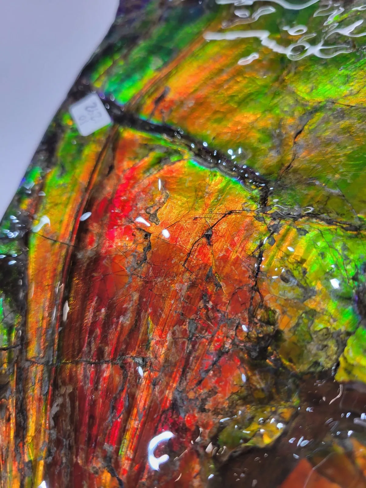 Iridescent Ammonite (Ammolite), 19.5”