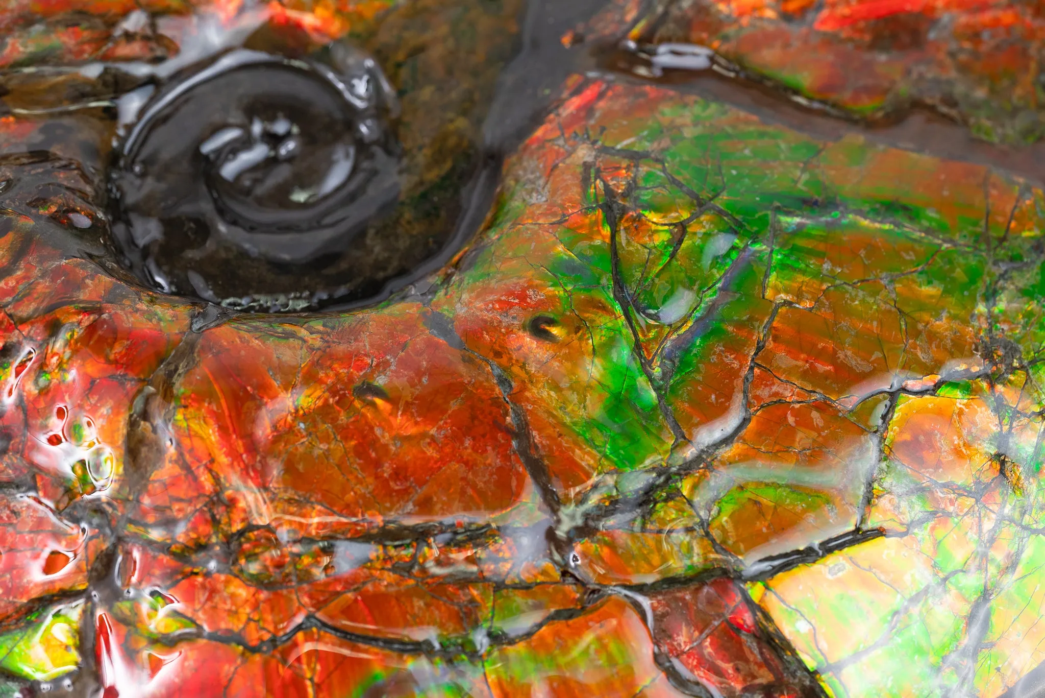 Iridescent Ammonite (Ammolite), 19.5”