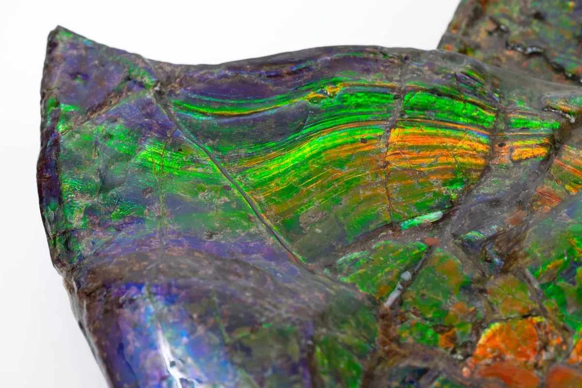 Iridescent Ammonite (Ammolite), 19.5”