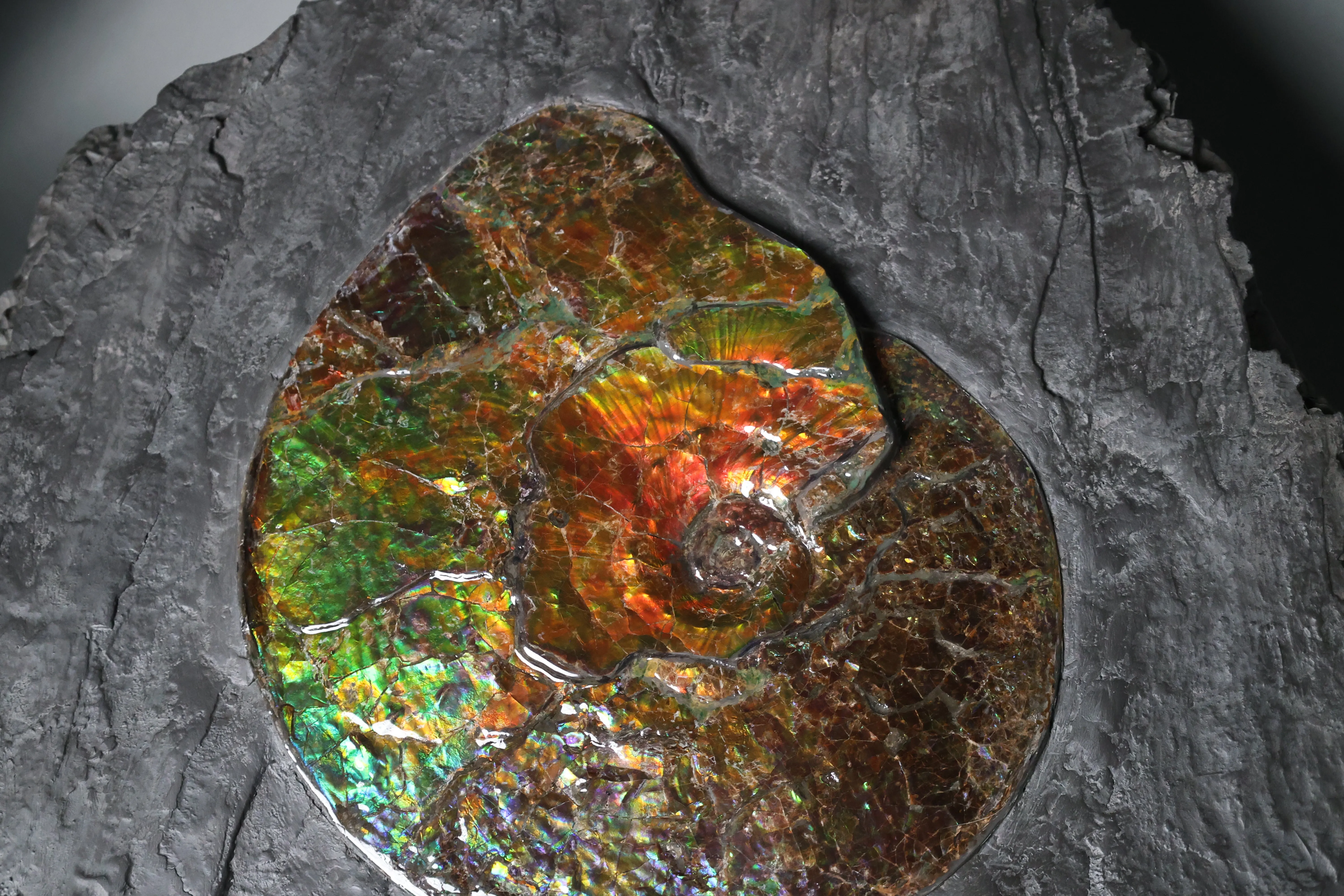 Iridescent Ammonite in Matrix, 11.25"