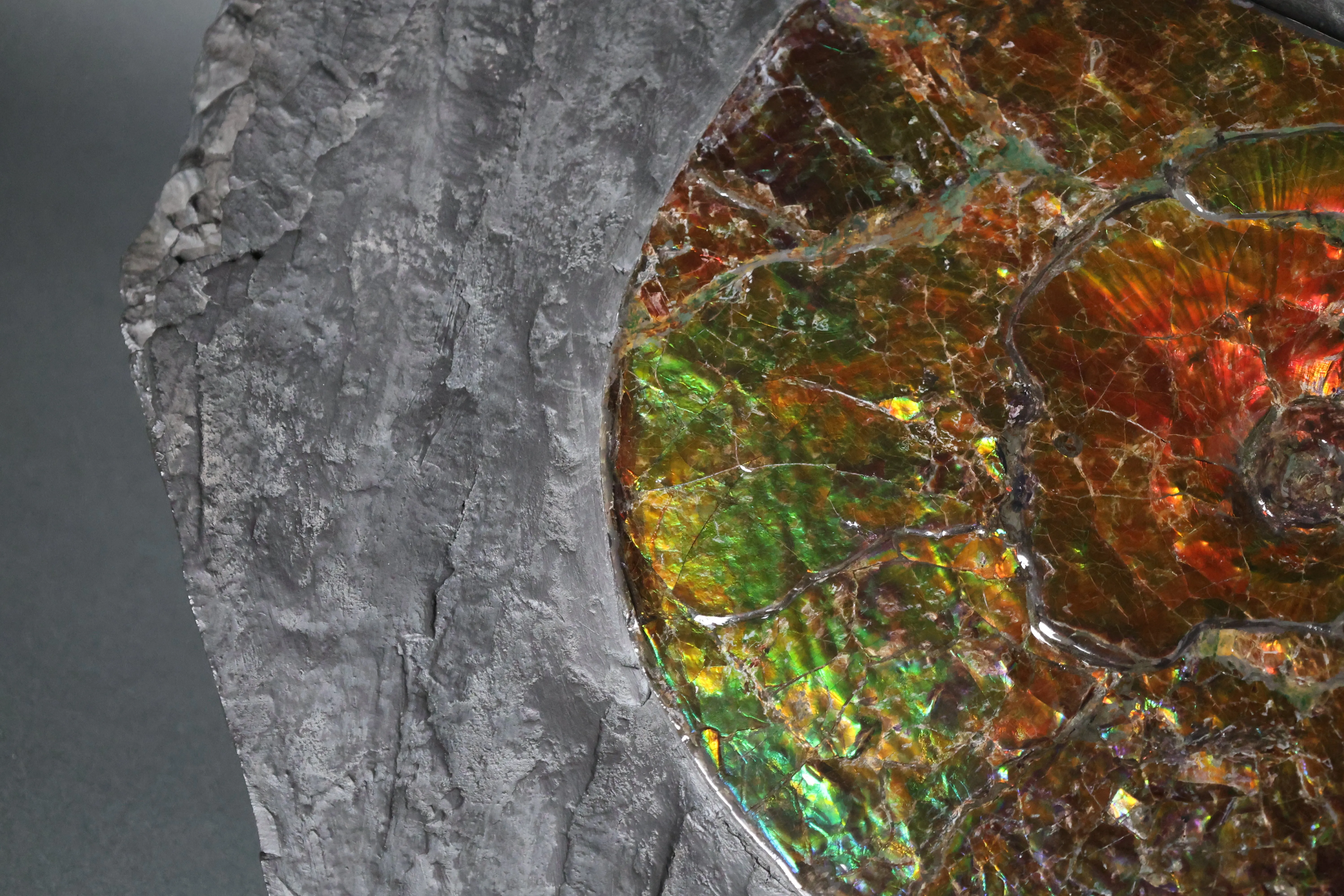 Iridescent Ammonite in Matrix, 11.25"