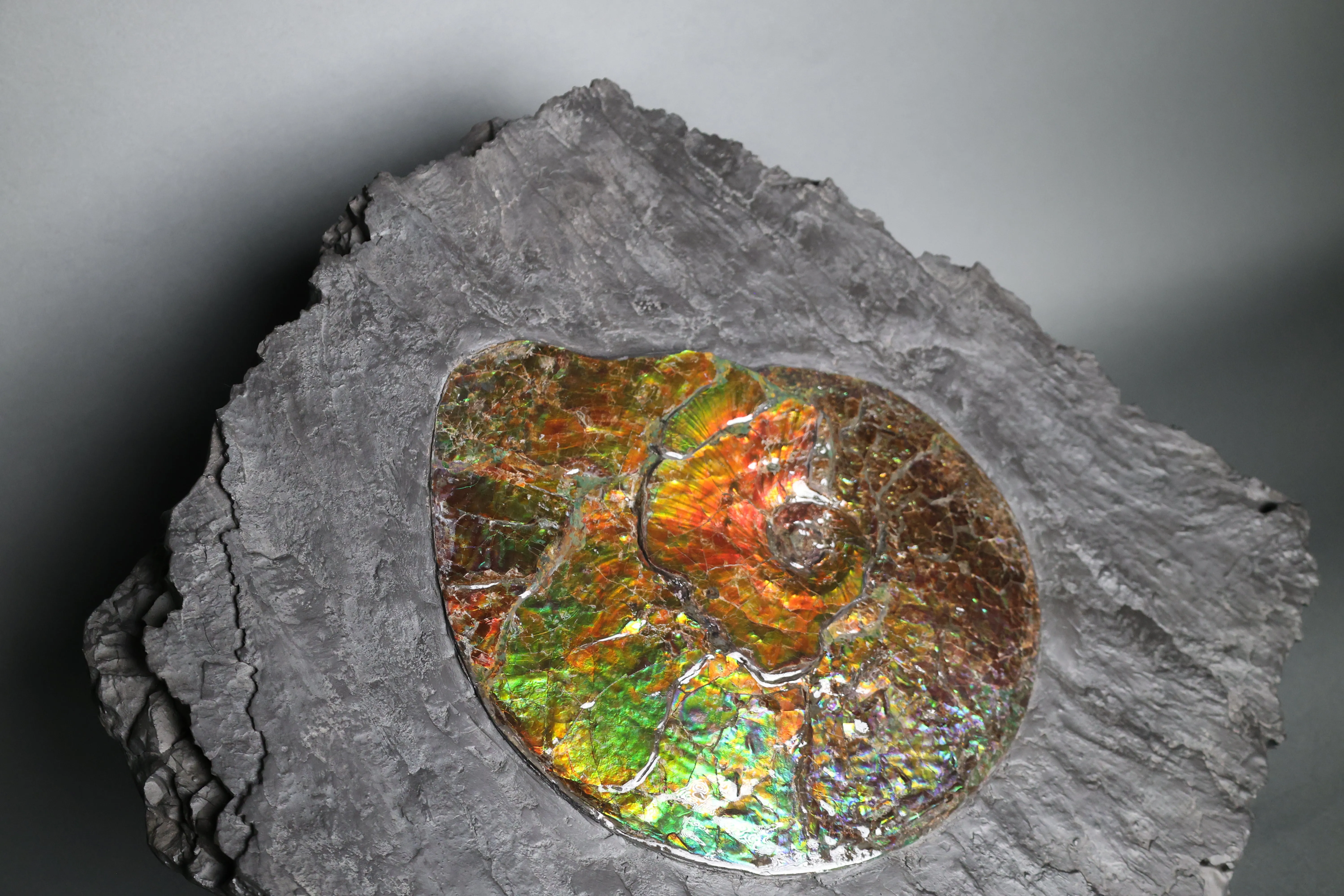 Iridescent Ammonite in Matrix, 11.25"